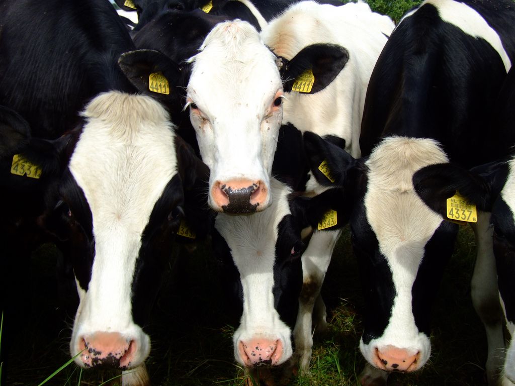 Voorstel Landbouw Collectief biedt geen lange termijn oplossing