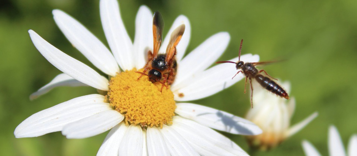 Deltaplan Biodiversiteit: in actie voor een rijker Nederland