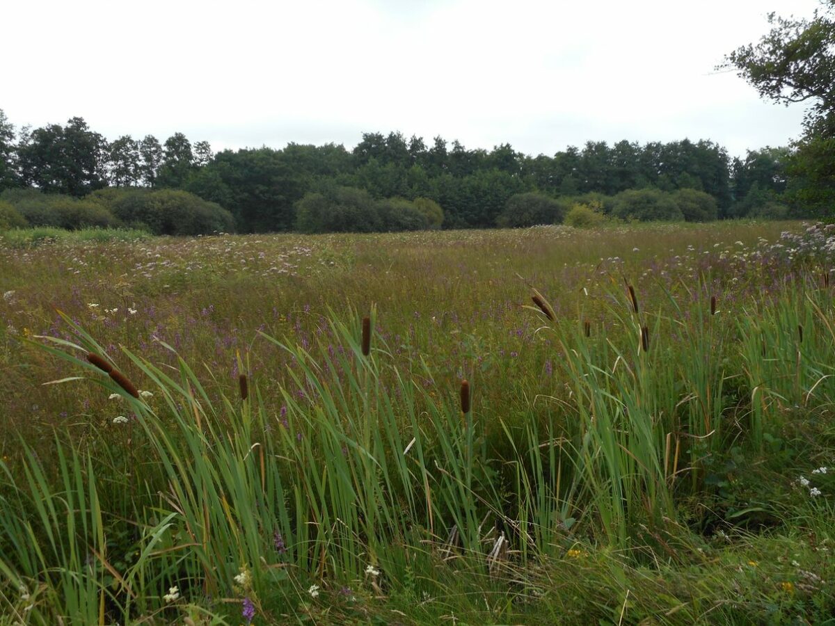 Subsidieaanvraag Agroforestry gehonoreerd