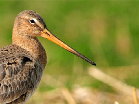 Aantal weidevogels op Marken in 2014 licht toegenomen