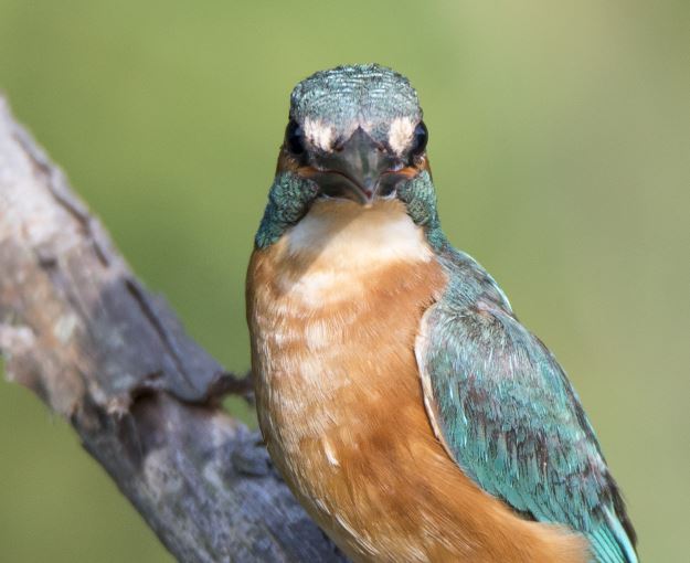 Winnaar van de mooiste foto bekend