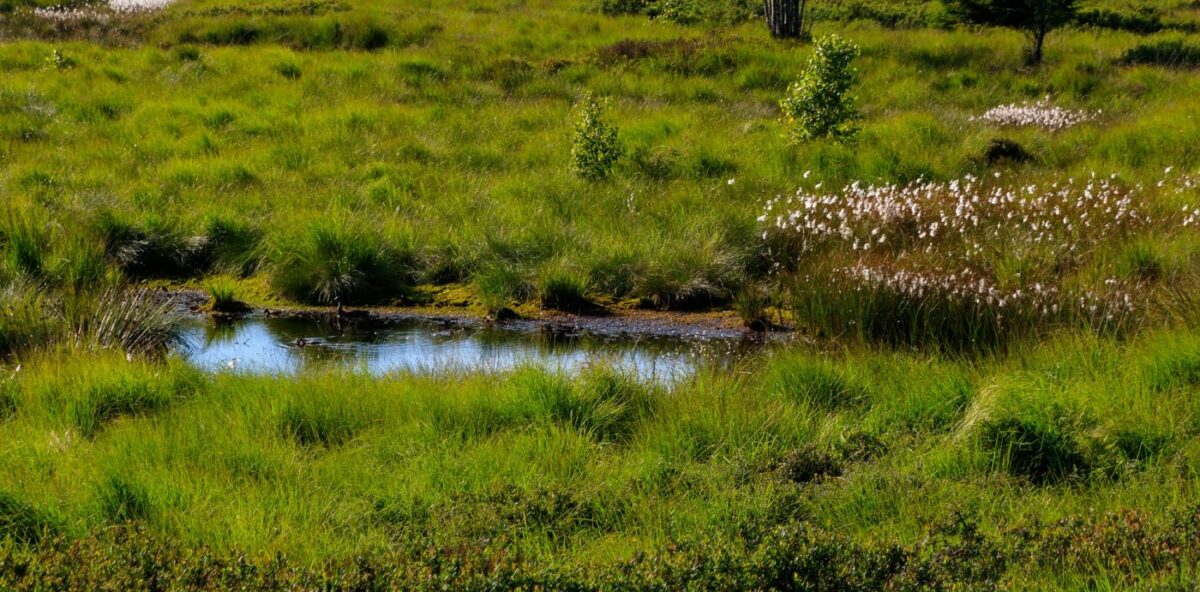 Maatwerkaanpak om bodemdaling tegen te gaan