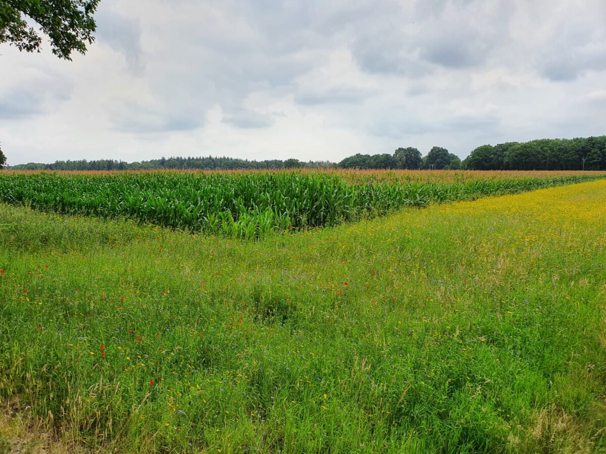 Aanbevelingen voor provincies over gebiedsgerichte aanpak stikstof