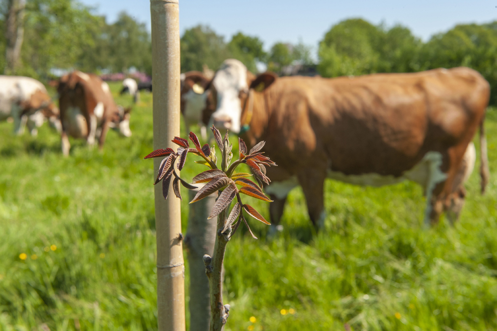 Geen Landbouwakkoord, maar natuurherstel kan niet langer wachten