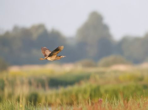 Natuurorganisaties vrezen lappendeken aan regels
