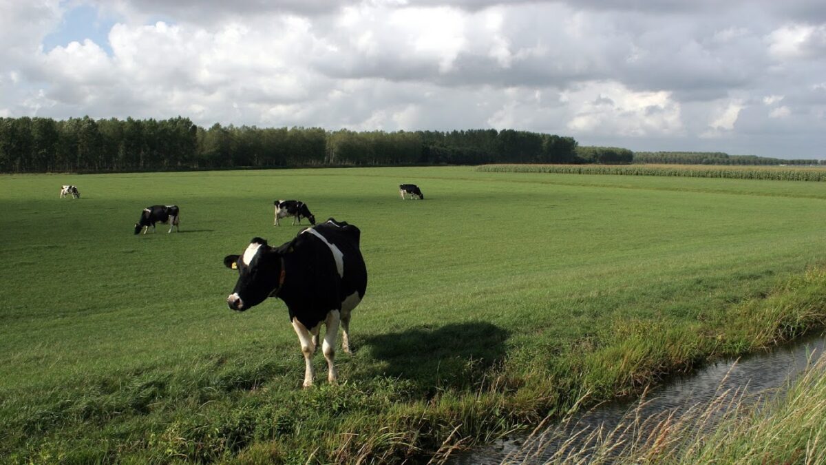Bedrijventerrein De Purmer dreigt natuur en landschap te schaden