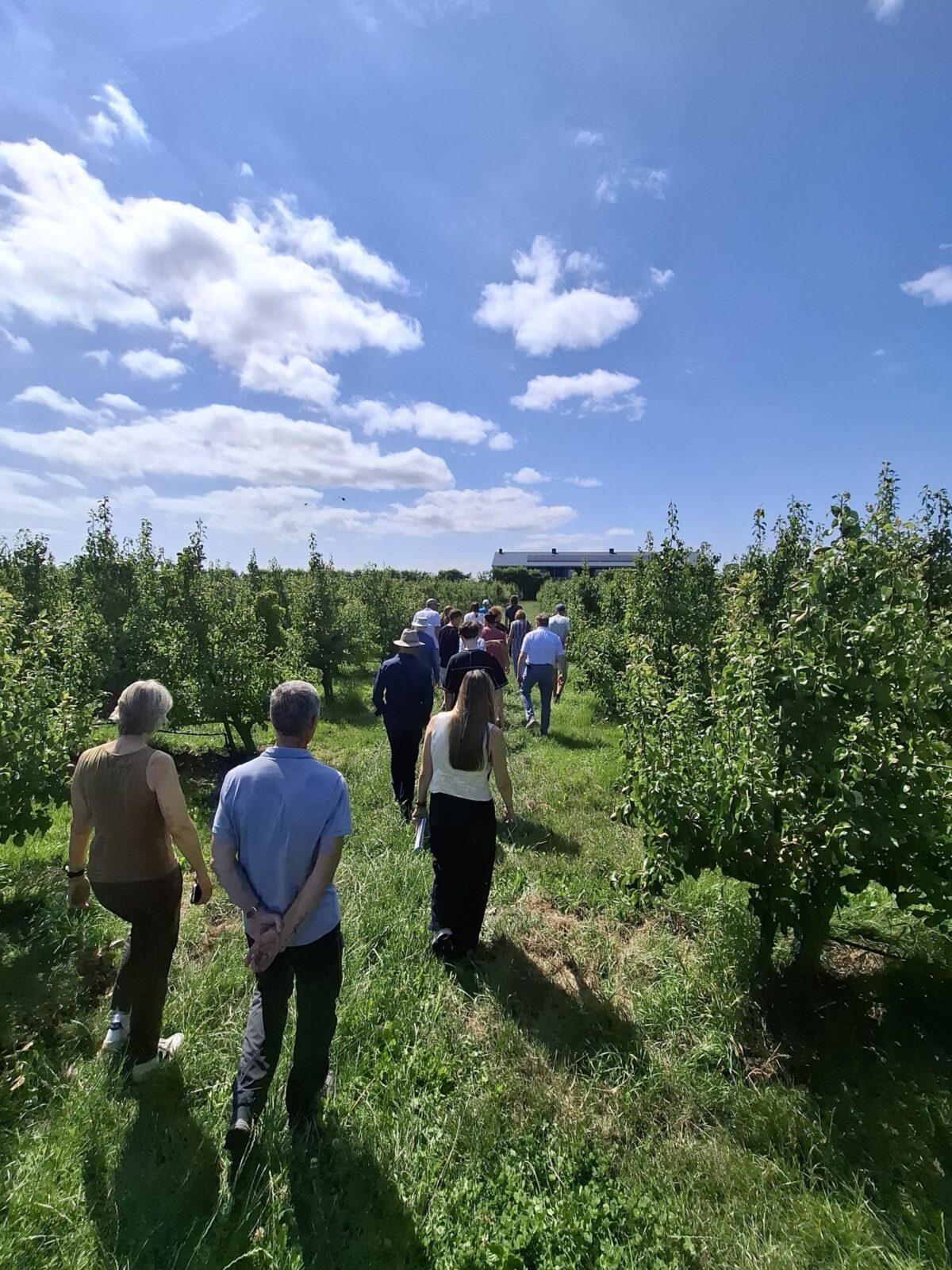 Fruitteelt en agroforestry – Samen leren en toewerken naar een toekomstbestendig teeltsysteem